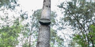 Grove of Silence